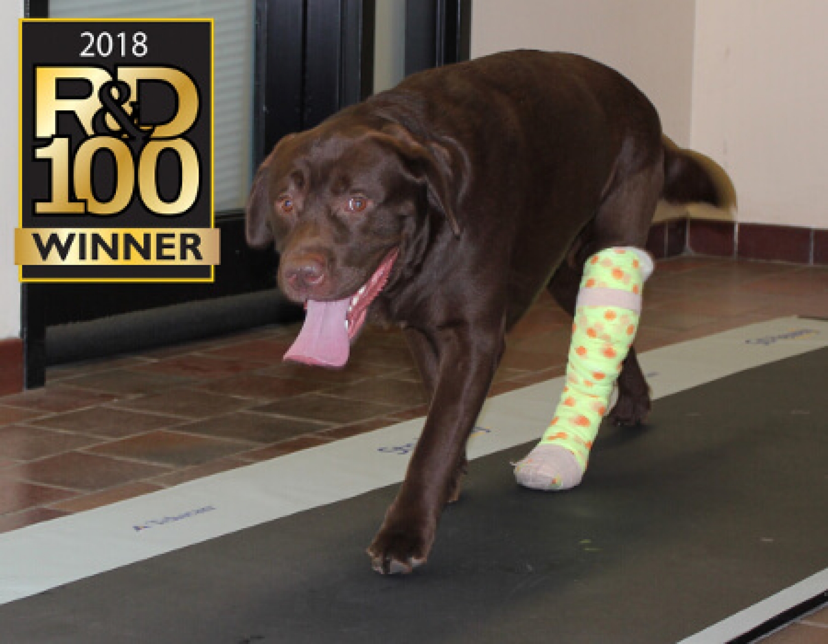 Sistema Strideway veterinario Tekscan