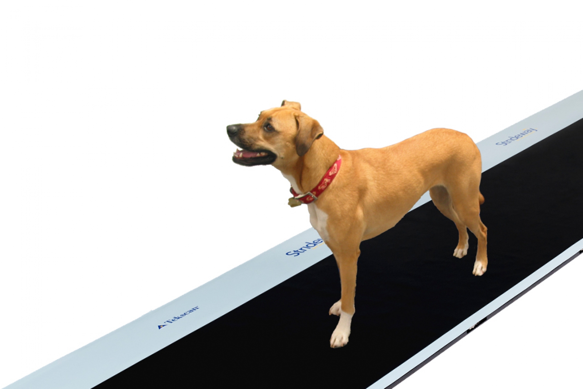 Animal Strideway System Tekscan